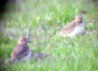 Mountain Plover through the scope