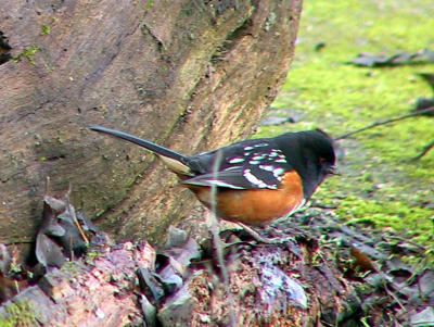 Spotted Towhee at Oak Grove