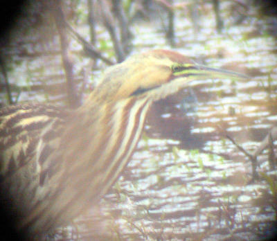 American Bittern through the scope (1/1/02)
