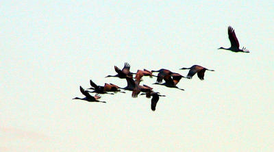 Sandhill Cranes in flight