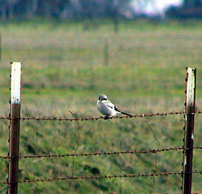 Loggerhead Shrike, Solano County