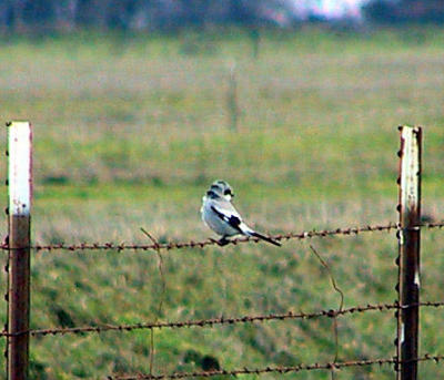 Same Loggerhead Shrike
