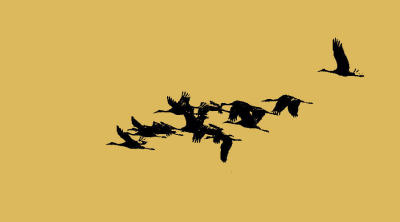 Sandhill Cranes (sketch filter)
