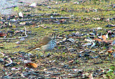 Hermit Thrush