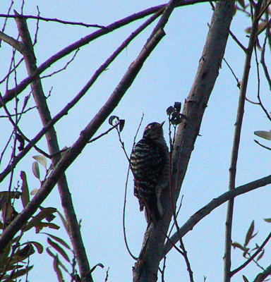 Nuttall's Woodpecker : Picoides nuttallii