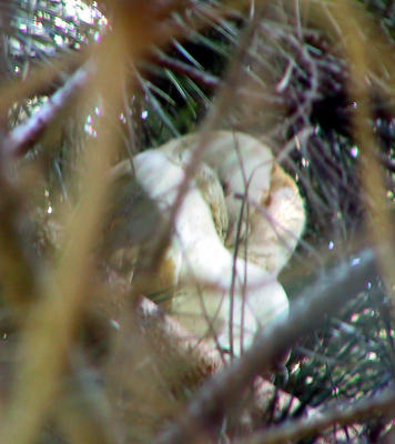 Sleeping Barn Owl