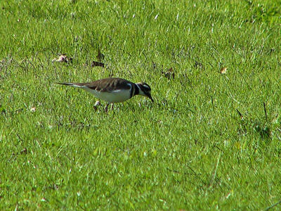 Killdeer