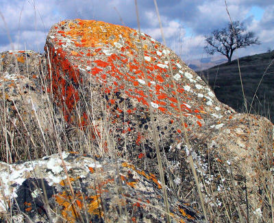 Nice lichen on the rock