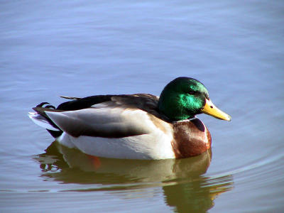 Mallard