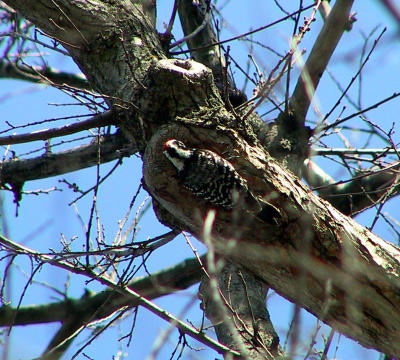 Nuttall's Woodpecker (just about to go into hole)