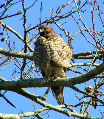 Red-shouldered Hawk