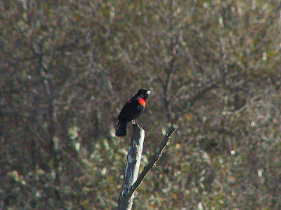 Red-winged Blackbird