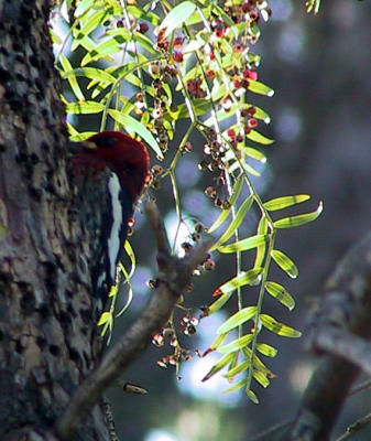 Red-breasted Sapsucker