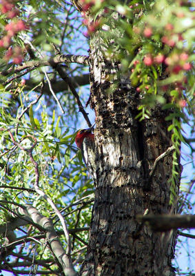 Red-breasted Sapsucker moving into the light