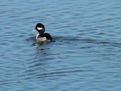 Bufflehead female