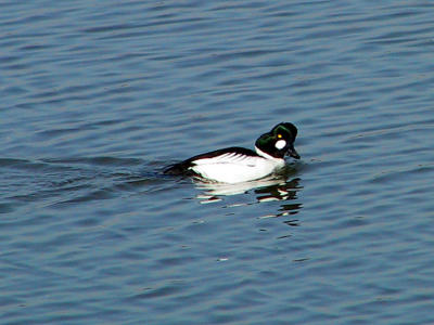 Goldeneye male