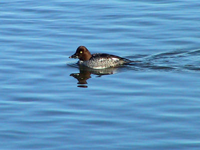 Goldeneye female