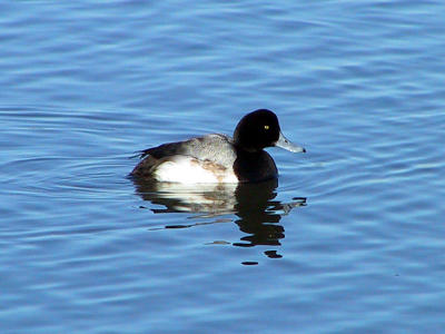 Greater Scaup male