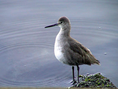 Willet