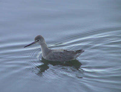 Willet