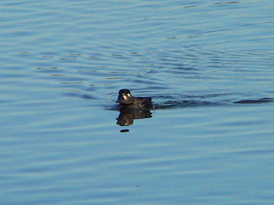 Surf Scoter female