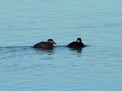 Surf Scoter females