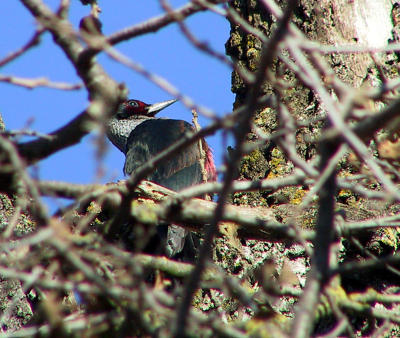 Lewis's Woodpecker. It spent a lot of time excavating in this spot.