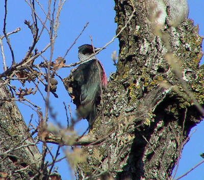 Lewis's Woodpecker. Nice sheen on the green feathers.