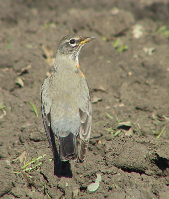 American Robin