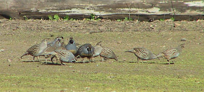 California Quail at Calero