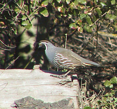 California Quail at Calero