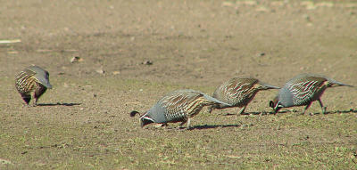 California Quail at Calero