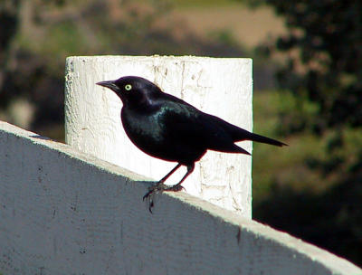 Brewer's Blackbird : Euphagus cyanocephalus