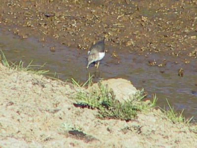 Spotted Sandpiper in the creek by the levee just before the reservoir.