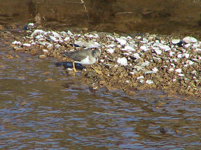 Spotted Sandpiper