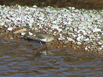 Spotted Sandpiper