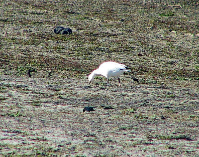 Lone Snow Goose that was hanging out with Canada Geese