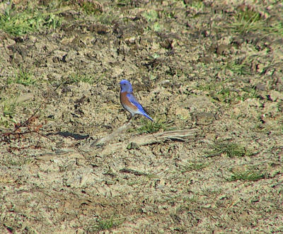 Western Bluebird