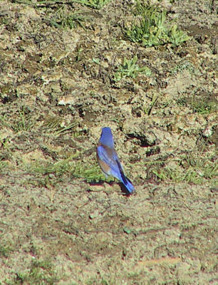 Western Bluebird