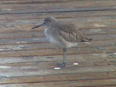 Immature Willet