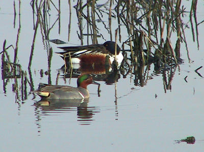 Green-winged Teal (with Northern Shoveler)