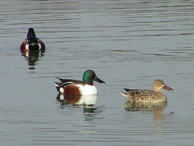 Male and female Northern Shoveller