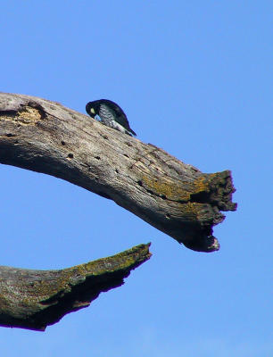 Acorn Woodpecker at Bailey Rd