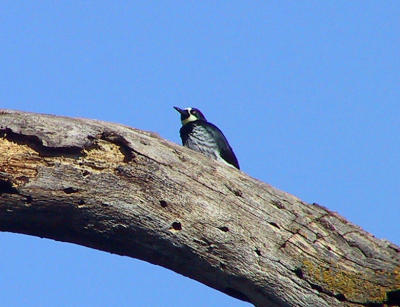 Acorn Woodpecker at Bailey Rd