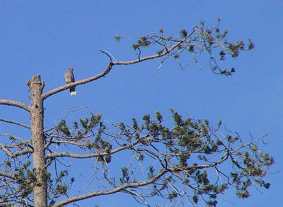 Band-tailed Pigeon