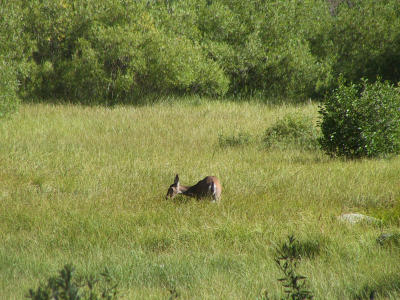 Deer