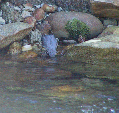 American Dipper dipping!