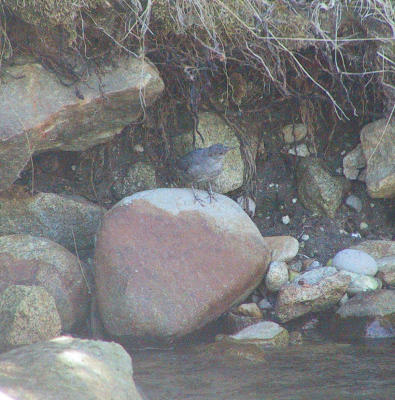 American Dipper