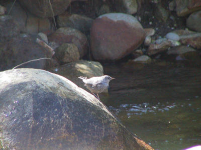 American Dipper