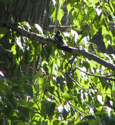 Red-breasted Sapsucker